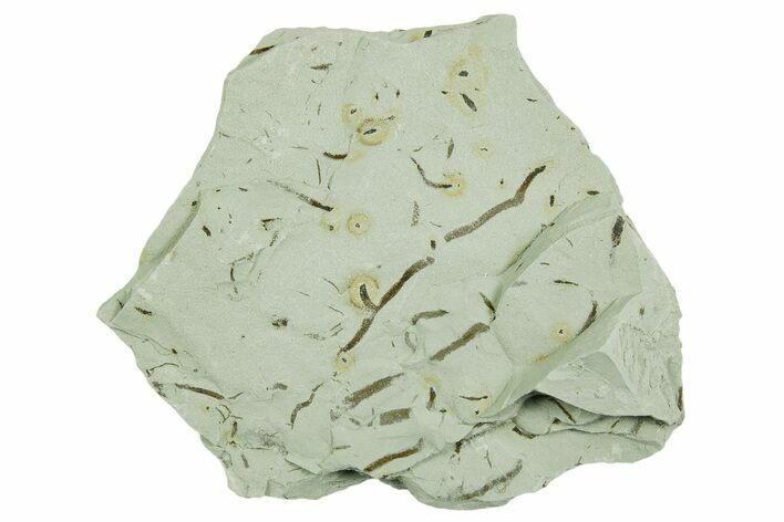 Plate of Silurian Fossil Algae (Kalania) Fossils - Estonia #369724